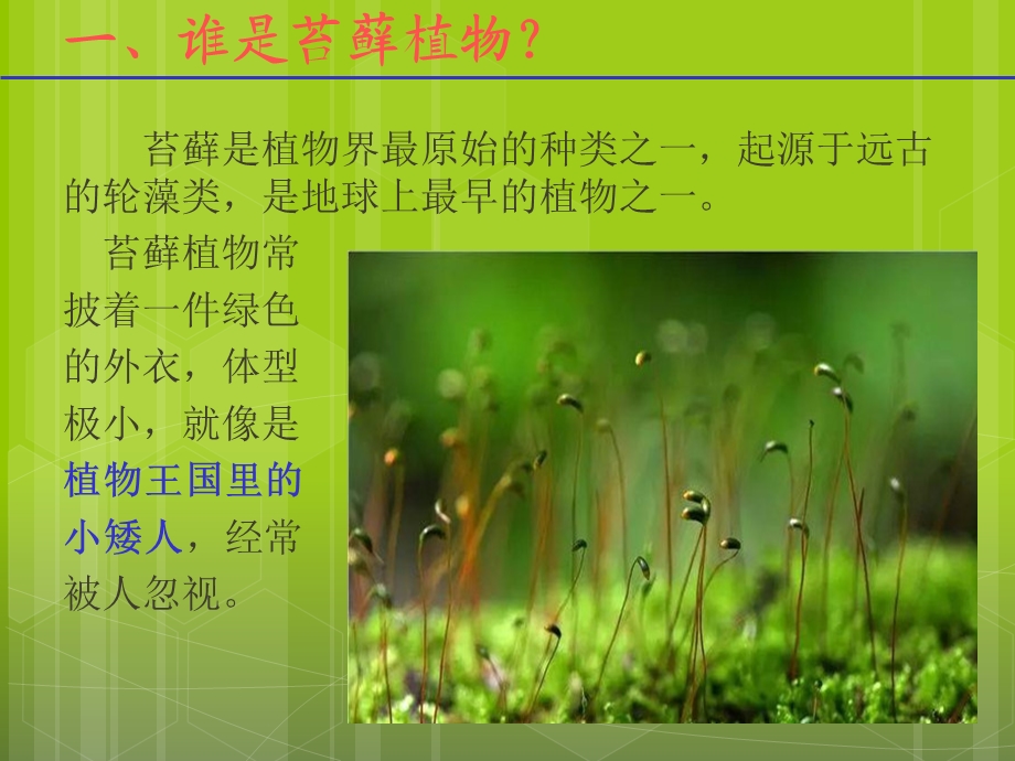 植物王国的小矮人-苔藓.ppt_第3页