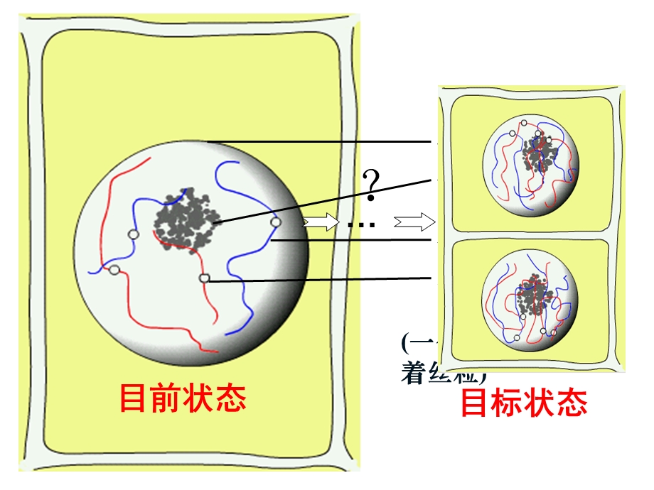 细胞增殖.ppt_第3页