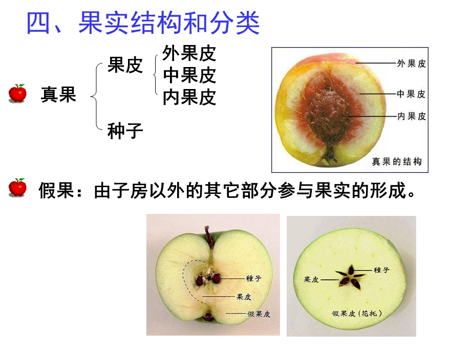 植物检疫培训-4检疫性杂草-5果.ppt_第2页