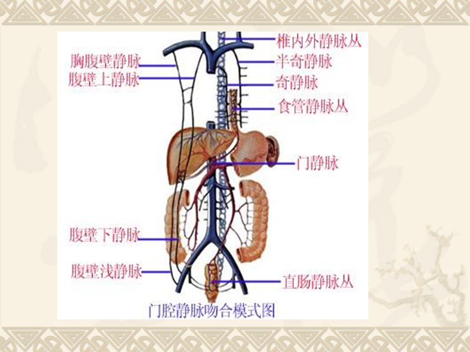 第八节肝硬化.ppt_第2页