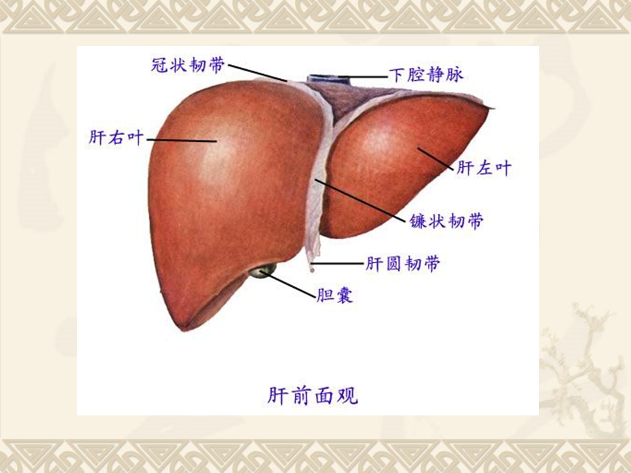 第八节肝硬化.ppt_第3页