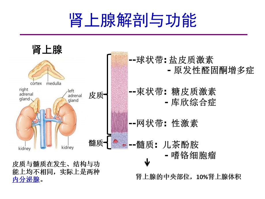 肾上腺髓质高血压的特点筛查与干预课件.ppt_第2页