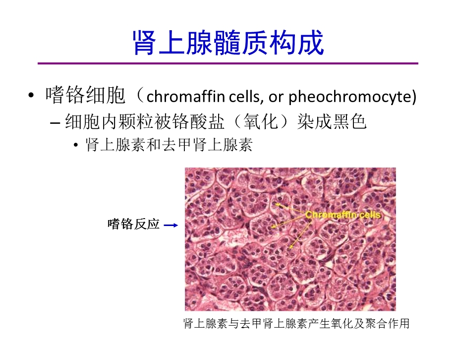 肾上腺髓质高血压的特点筛查与干预课件.ppt_第3页