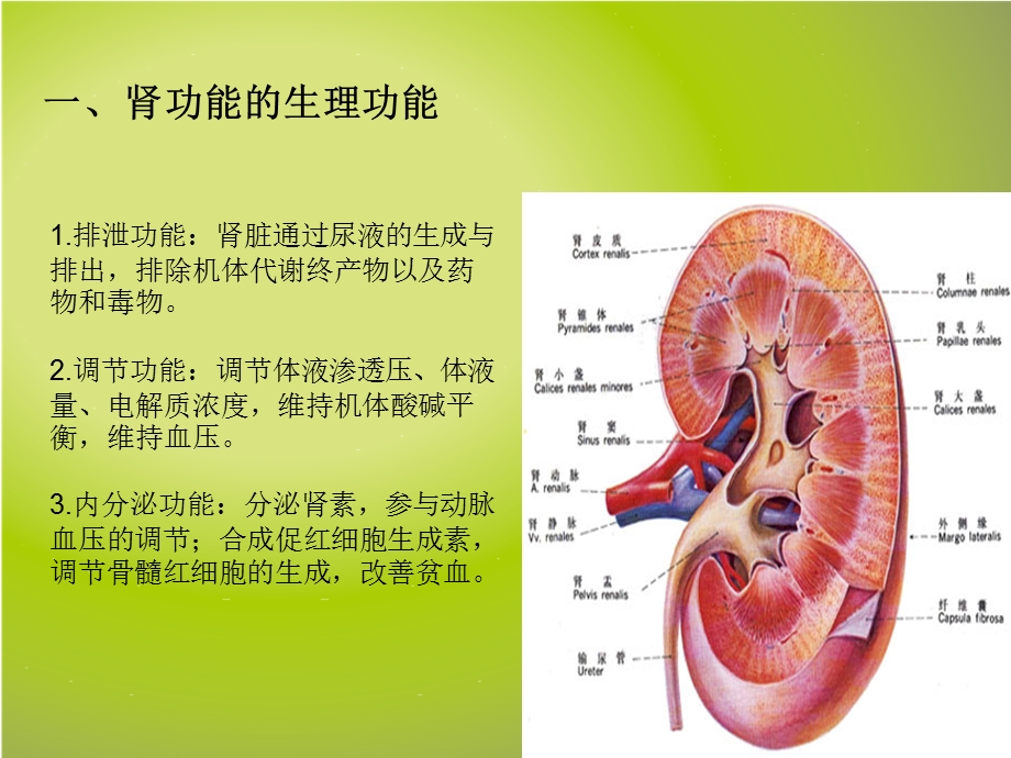 肾功能不全者的中药应用.ppt_第2页