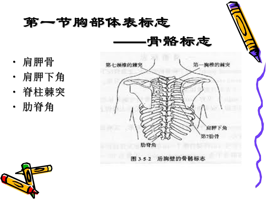 胸部检查课件3月31日.ppt_第3页