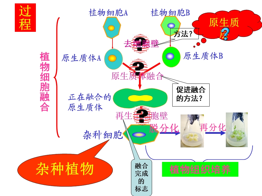 植物细胞工程-细胞融合技术.ppt_第3页