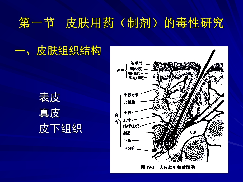 局部用药的毒性研究.ppt_第3页