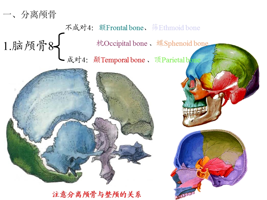 颅骨及其连接修改.ppt_第3页