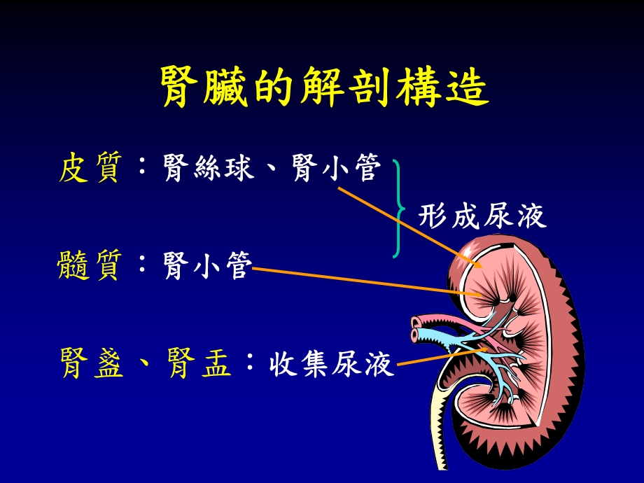 蛋白尿谈肾脏保健.ppt_第3页