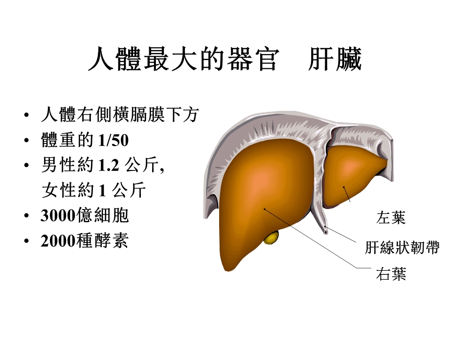 肝脏保健.ppt_第3页