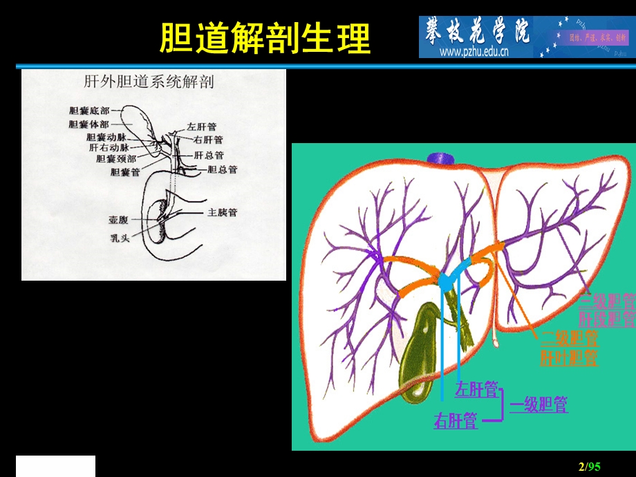 胆道外科 ppt课件.ppt_第2页