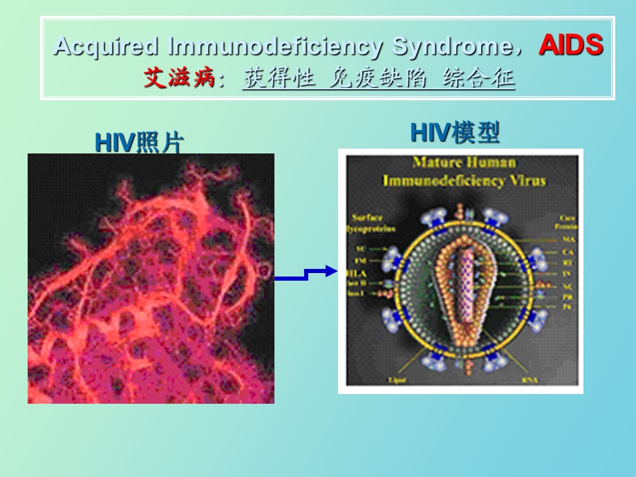 影响人类健康的因素.ppt_第2页