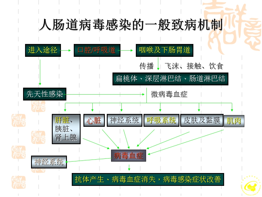 手足口病的病原学及实验室检测.ppt_第3页