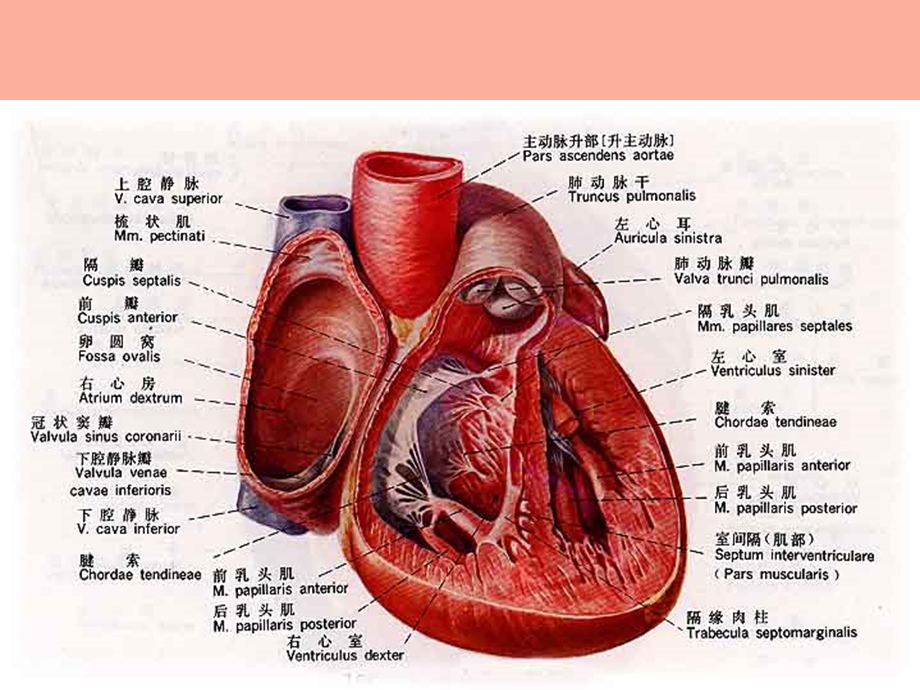 心血管病概论.ppt_第3页