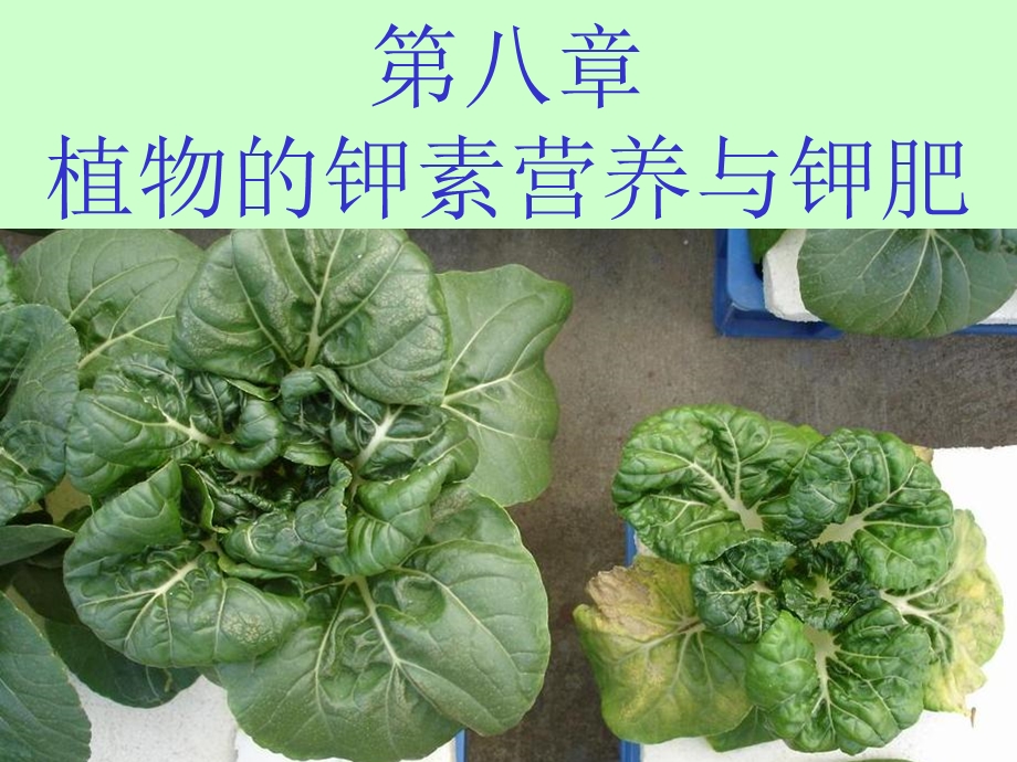 植物的钾素营养与钾肥.ppt_第1页