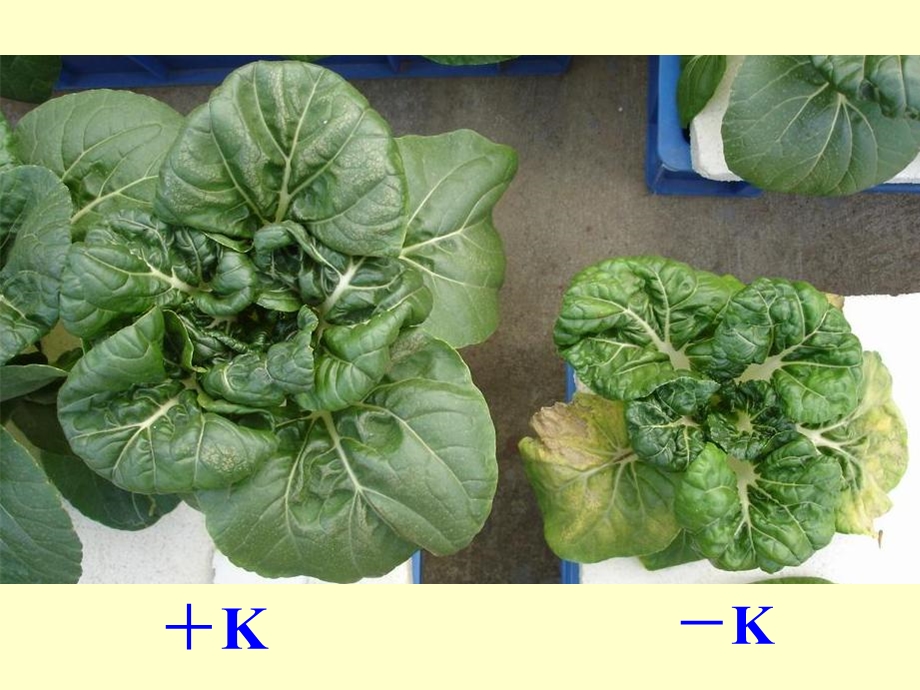 植物的钾素营养与钾肥.ppt_第2页