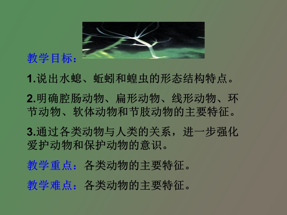 无脊椎动物的主要类型.ppt_第3页