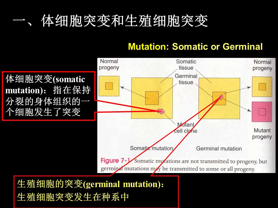 第14章基因突变.ppt_第3页