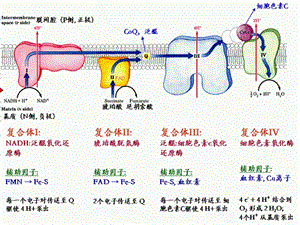 氧化呼吸链的排列顺序.ppt