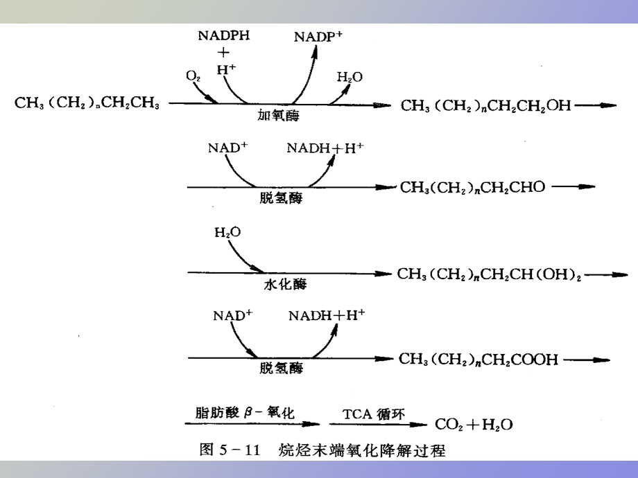 有毒有机污染物质的微生物降解.ppt_第3页