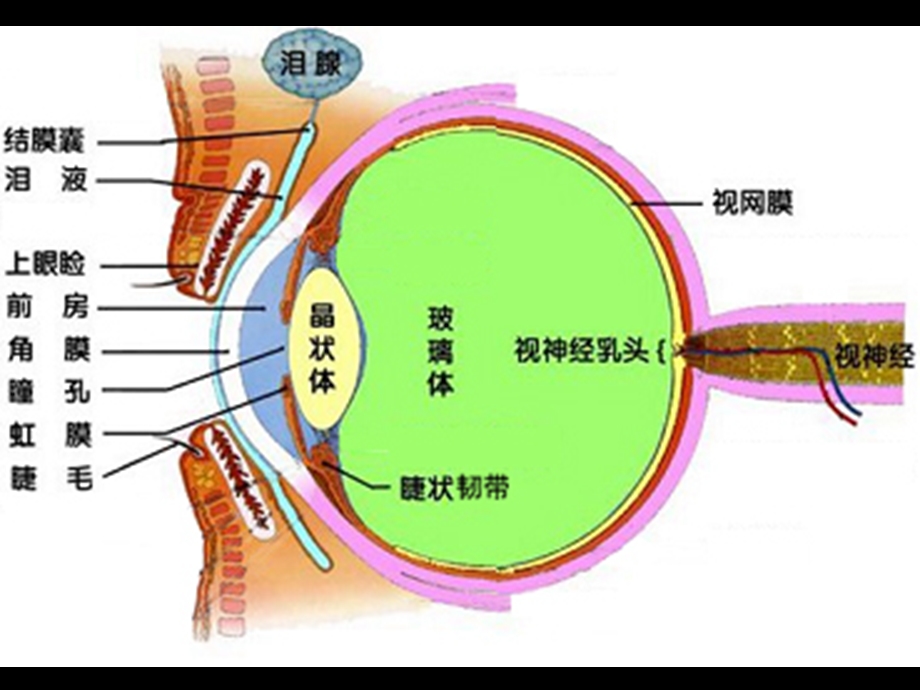 准分子雷射角膜屈光手术.ppt_第2页