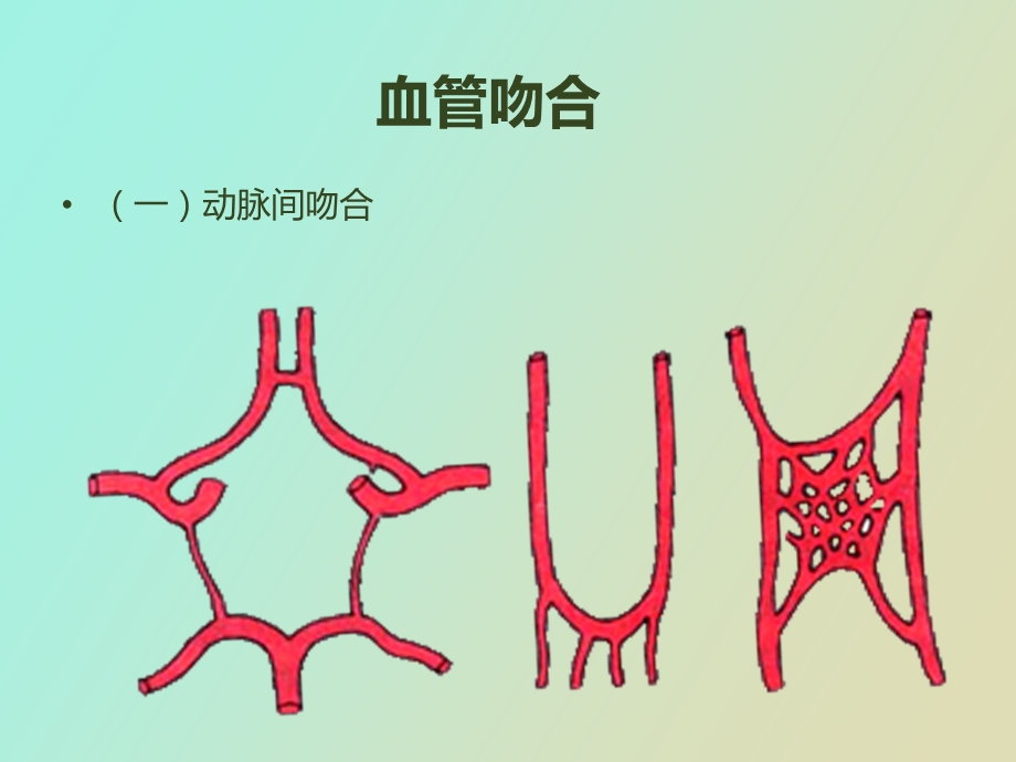 心血管系统动脉.ppt_第3页