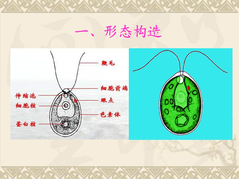 水生生物学第十章绿藻门.ppt_第3页