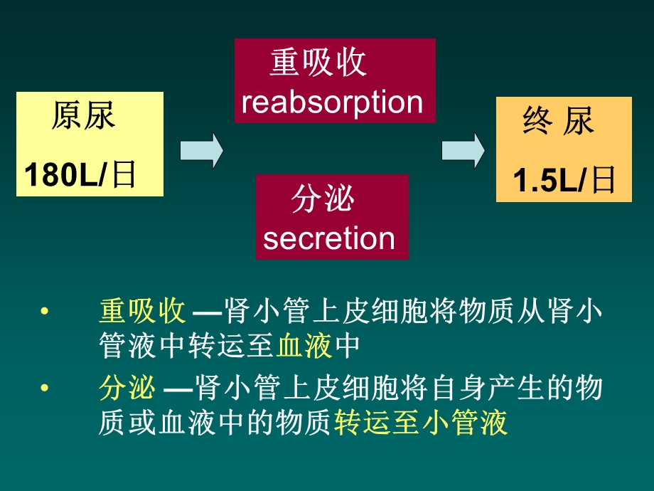 肾脏34肾小管和集合管的物质转运.ppt_第2页