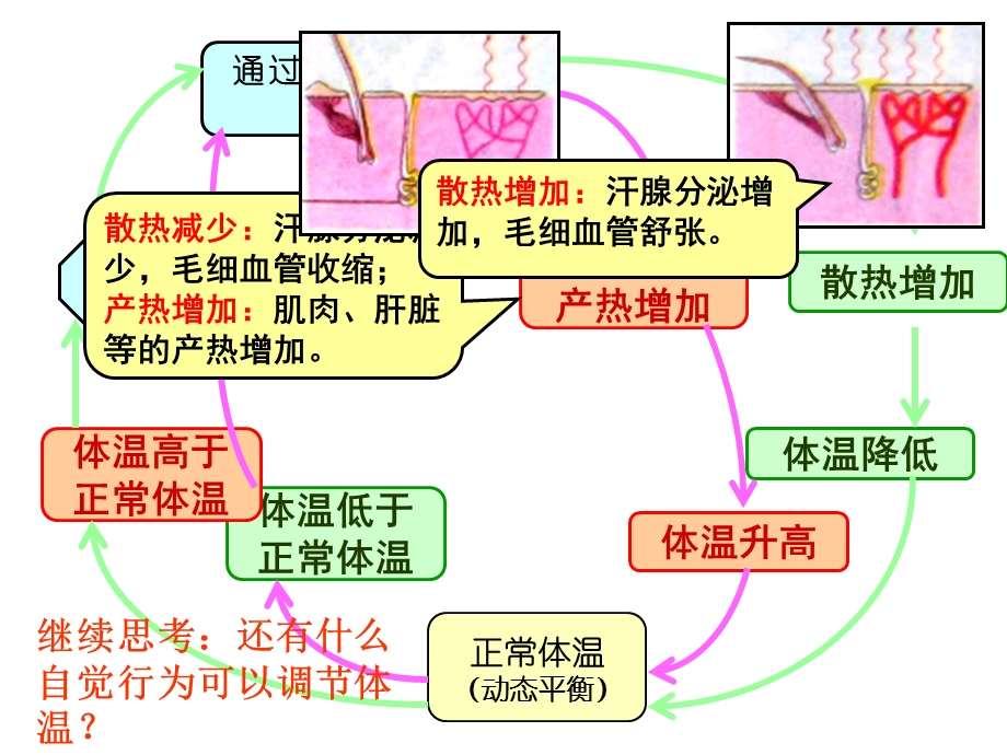 骨骼肌内脏.ppt_第2页