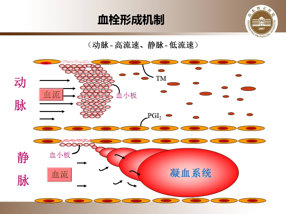 抗凝药物合理应用.ppt_第2页