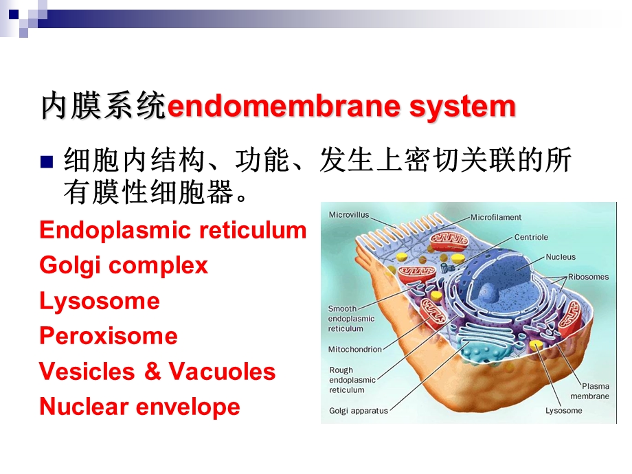 细胞基本结构2.ppt_第2页