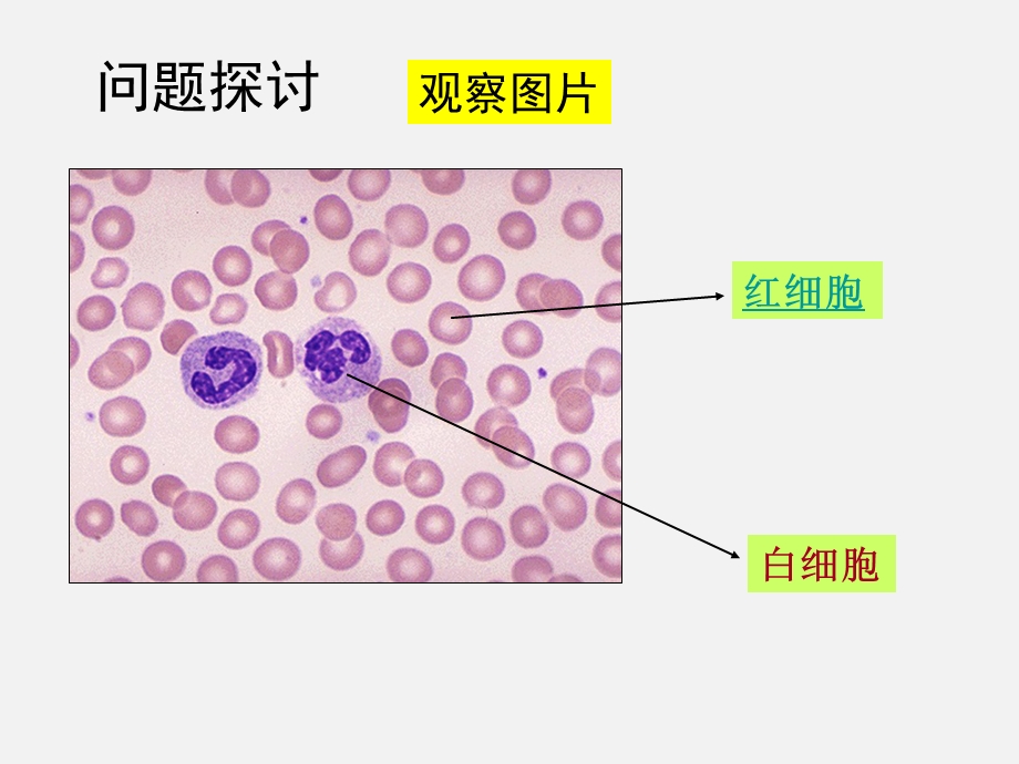 细胞的多样性和统一性(上).ppt_第1页