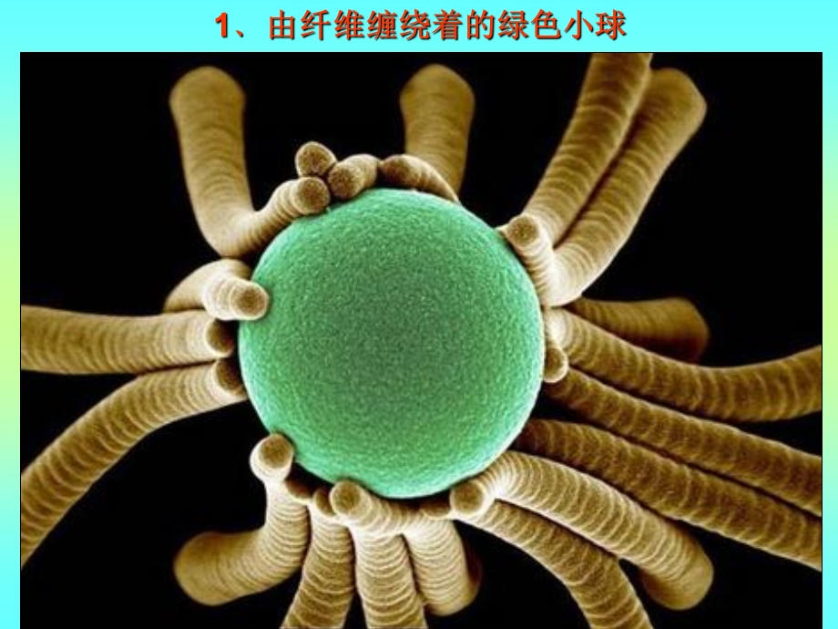 科学杂志评出9度最佳科学插图照.ppt_第2页