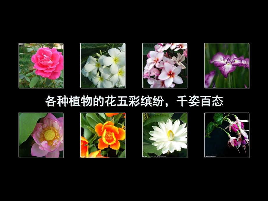 植物的开花与结果.ppt_第3页