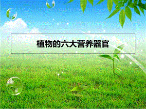 植物的六大营养器官.ppt