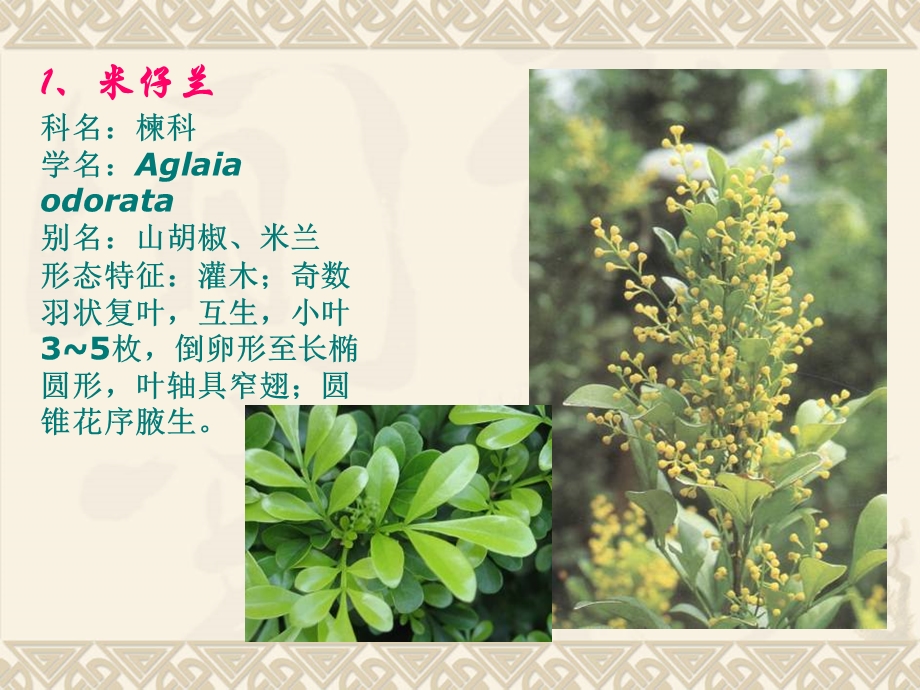 广州常见园林植物识别.ppt_第2页