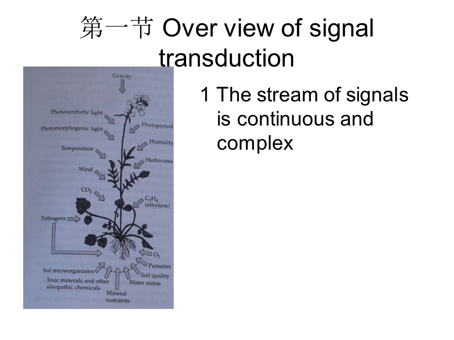 植物细胞的信号传导.ppt_第3页