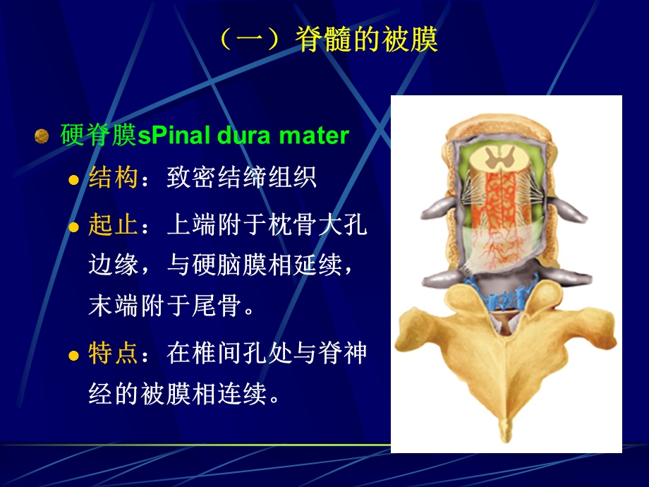 脑脊髓、血管、被膜、脑脊液1.ppt_第3页