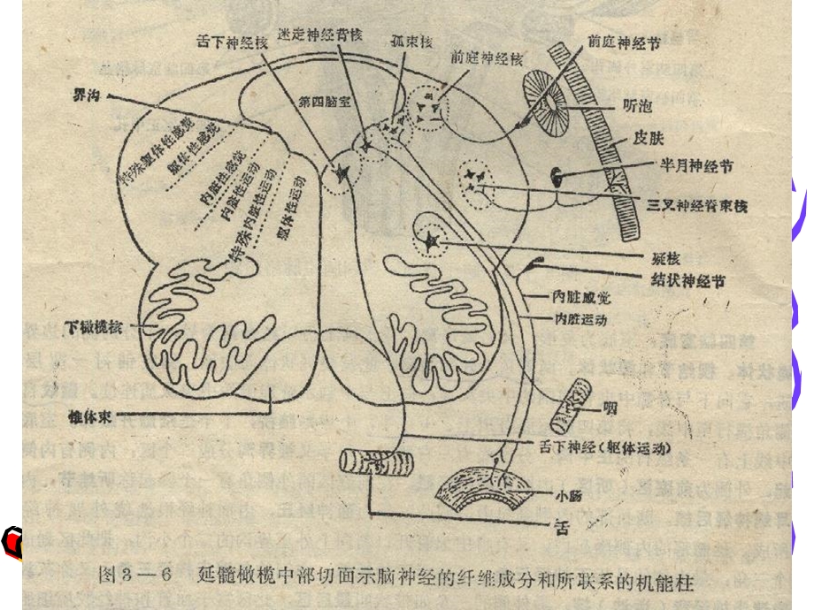 脑干的内部结构.ppt_第3页