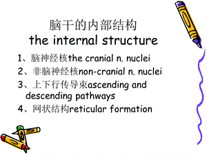 脑干的内部结构.ppt