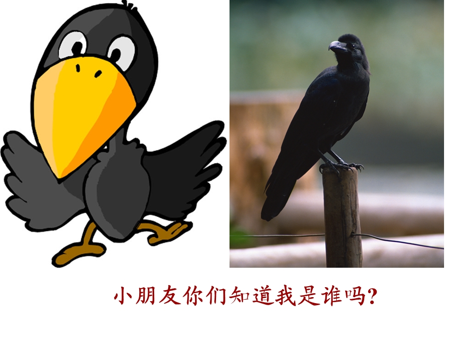 幼儿园小班课件-乌鸦喝水.ppt_第2页