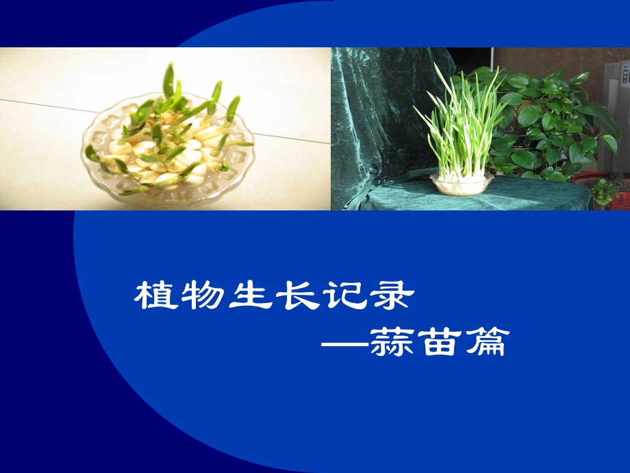 植物生长记录-蒜苗篇.ppt_第1页