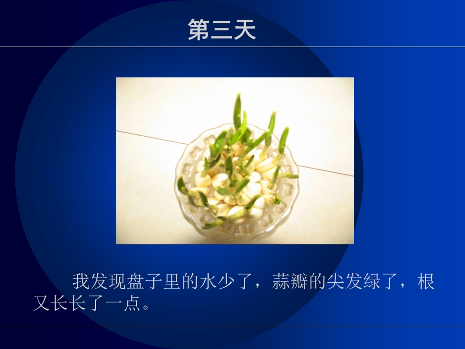 植物生长记录-蒜苗篇.ppt_第3页