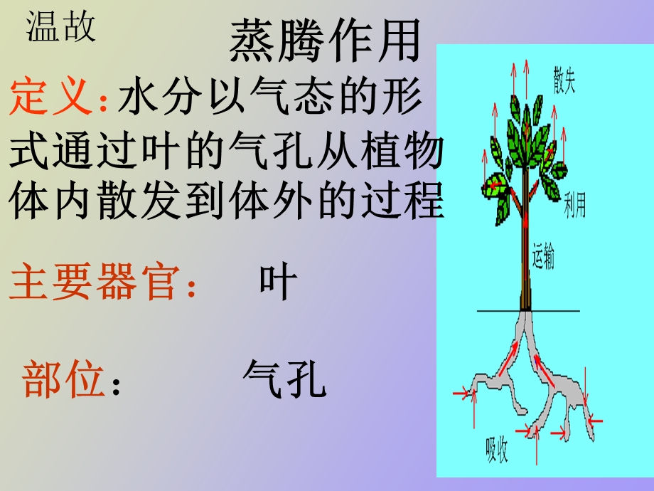 植物的蒸腾作用复习.ppt_第3页