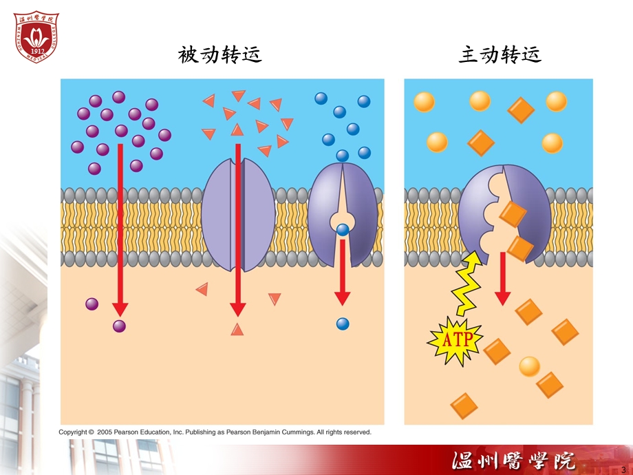 第2章细胞的基本功能ppt课件.PPT_第3页