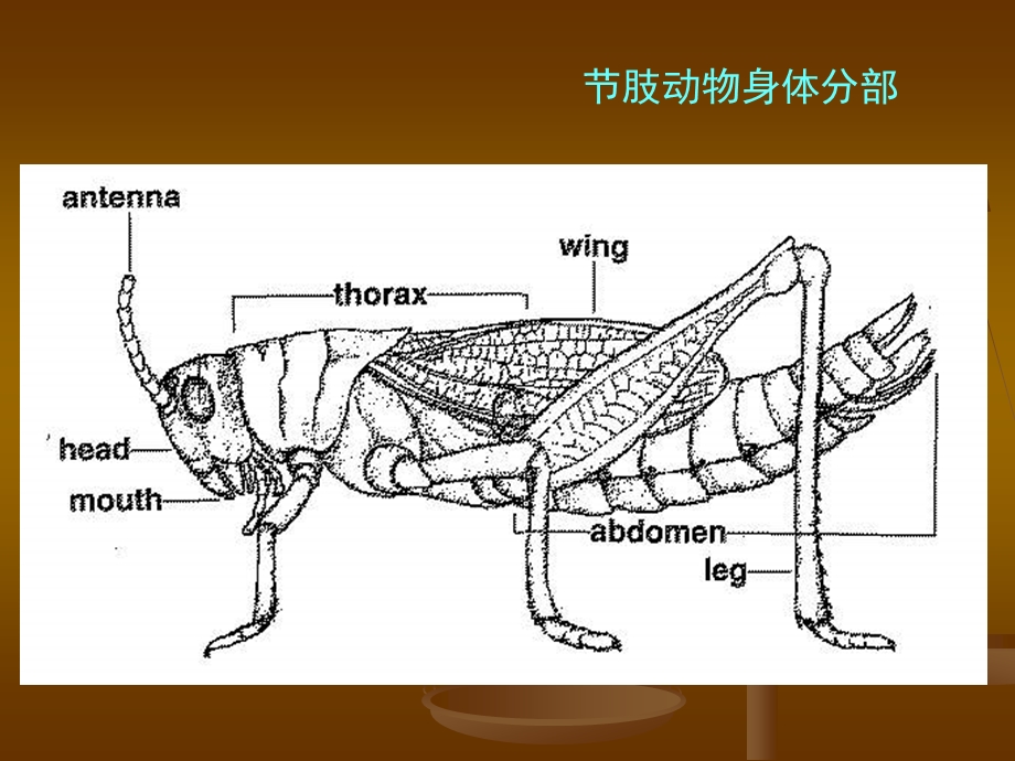 节肢动物门.ppt_第3页