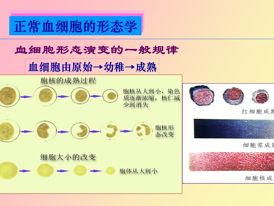 正常血细胞形态医学.ppt_第2页