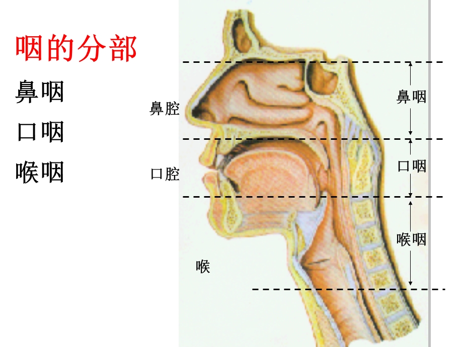 咽的解剖生理及生理咽炎.ppt_第3页