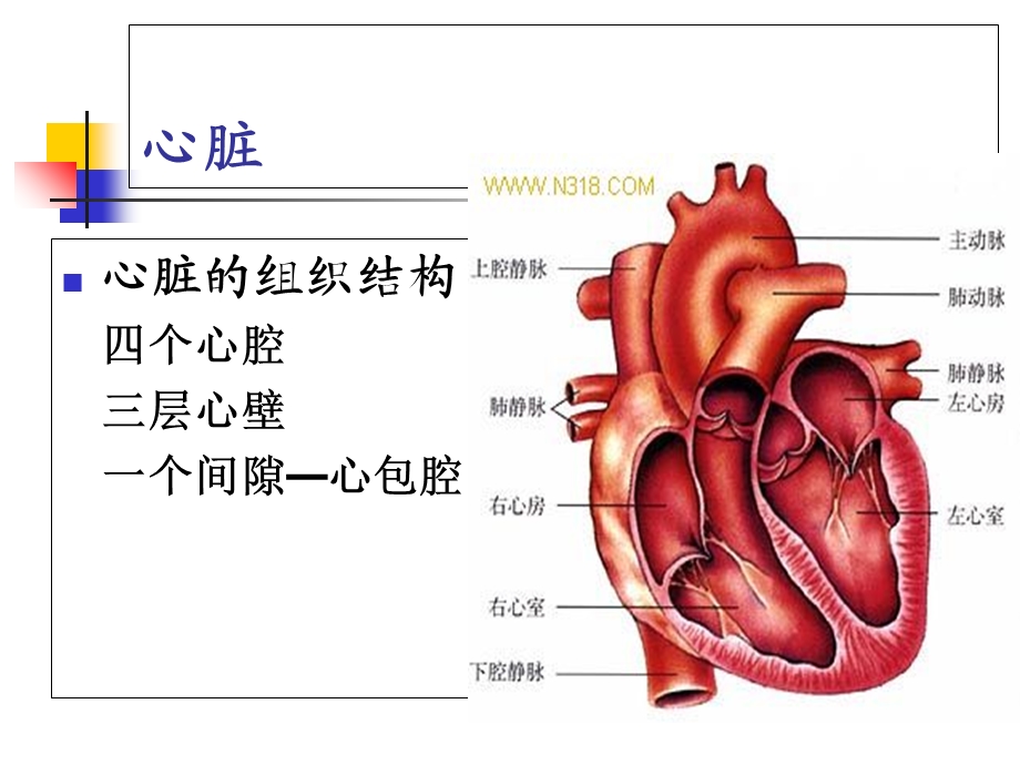 循环系统疾病病人的护理PPT课件.ppt_第3页