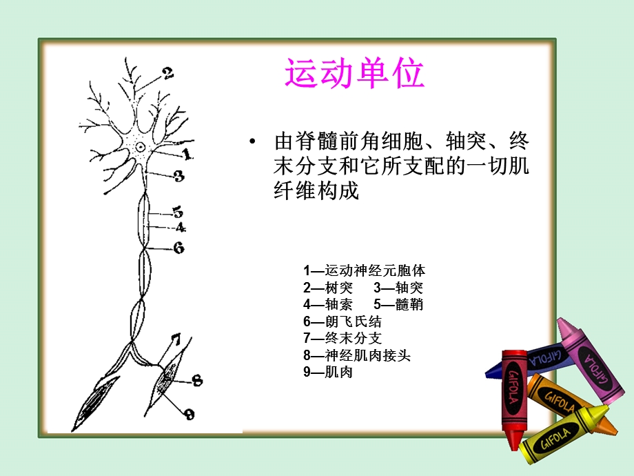 医学电诊断.ppt_第2页